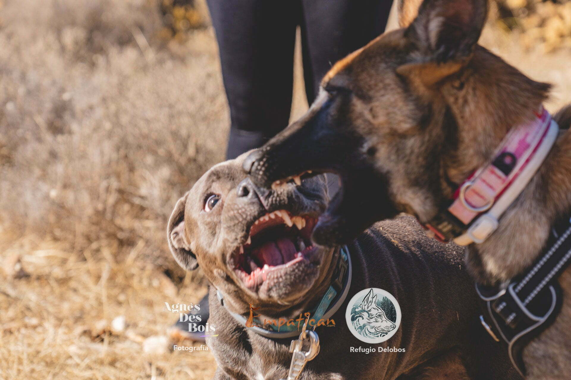 Empatican - Ruta Solidaria Refugio De Lobos Malaga © Agnes Des Bois Photo Offside Dogs 19.11.2022-4